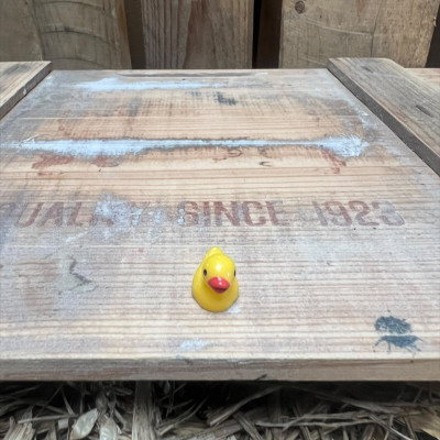 Mini Rubber Duck BOTANICAL BESTIES PLANT COMPANIONS