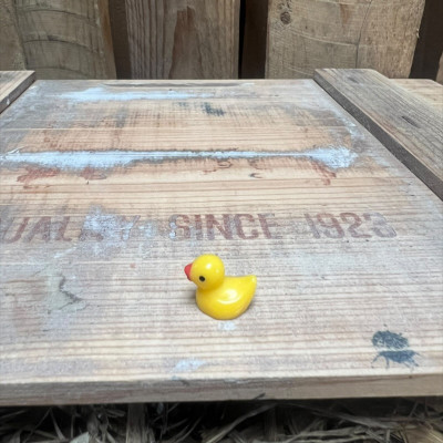Mini Rubber Duck BOTANICAL BESTIES PLANT COMPANIONS