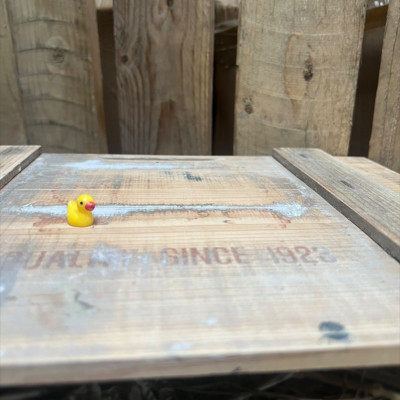 Mini Rubber Duck BOTANICAL BESTIES PLANT COMPANIONS