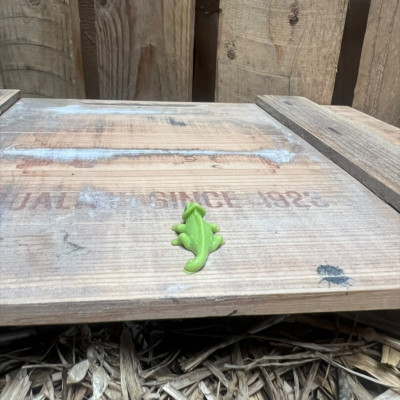 Gecko BOTANICAL BESTIES PLANT COMPANIONS