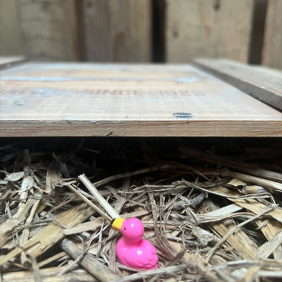 Flamingo BOTANICAL BESTIES PLANT COMPANIONS