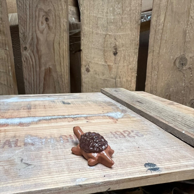 Barry the Brown Tortoise BOTANICAL BESTIES PLANT COMPANIONS