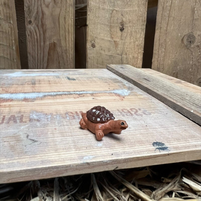 Barry the Brown Tortoise BOTANICAL BESTIES PLANT COMPANIONS