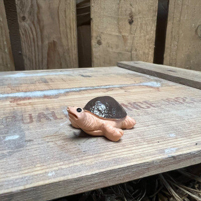 Winkly Harry the Brown Tortoise BOTANICAL BESTIES PLANT COMPANIONS