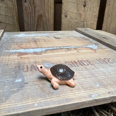 Winkly Harry the Brown Tortoise BOTANICAL BESTIES PLANT COMPANIONS