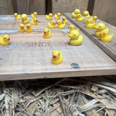 BOTANICAL BESTIES - PLANT COMPANIONS MINI RUBBER DUCKS