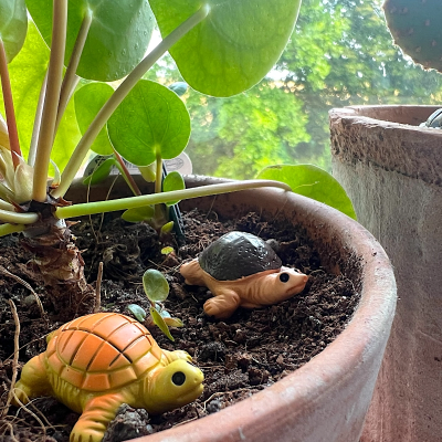 BOTANICAL BESTIES - PLANT COMPANIONS TURTLES