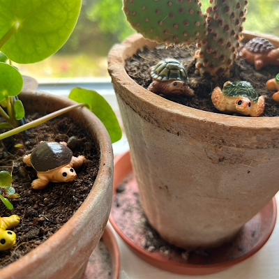 BOTANICAL BESTIES - PLANT COMPANIONS TURTLES