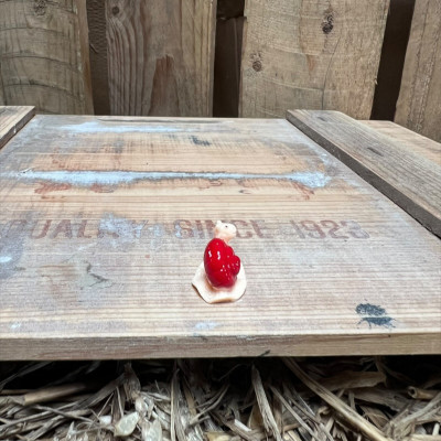 Red Snail BOTANICAL BESTIES PLANT COMPANIONS