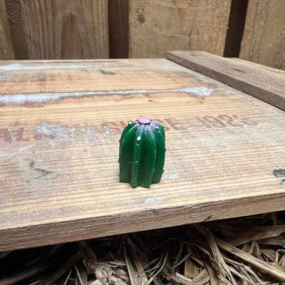 Cactus 5 BOTANICAL BESTIES PLANT COMPANIONS