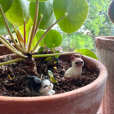 BOTANICAL BESTIES - PLANT COMPANIONS CATS