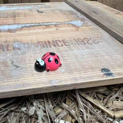 Ladybug BOTANICAL BESTIES PLANT COMPANIONS