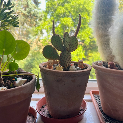 BOTANICAL BESTIES - PLANT COMPANIONS FARM ANIMALS
