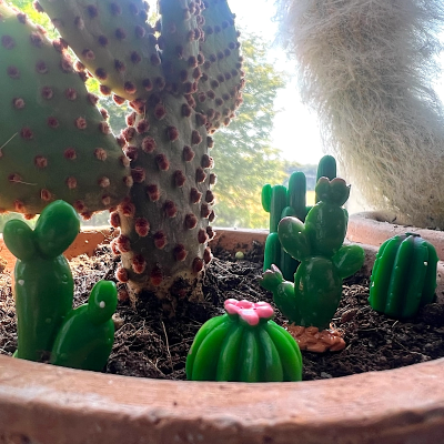 BOTANICAL BESTIES - PLANT COMPANIONS MINI CACTUS