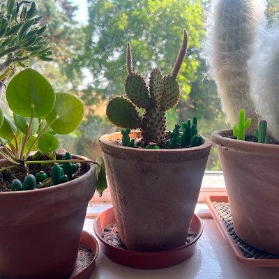 BOTANICAL BESTIES - PLANT COMPANIONS MINI CACTUS