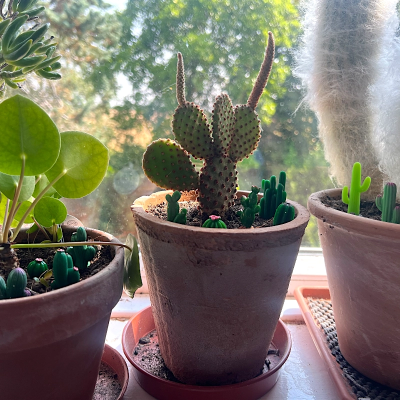 BOTANICAL BESTIES - PLANT COMPANIONS MINI CACTUS