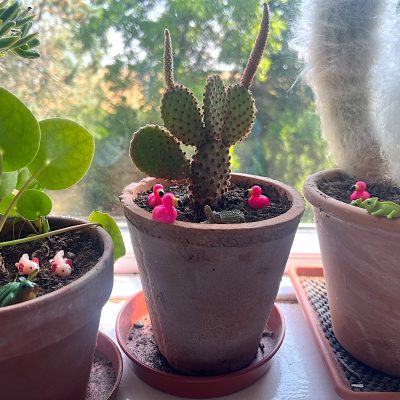 BOTANICAL BESTIES - PLANT COMPANIONS MEXICO ANIMALS