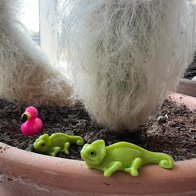 BOTANICAL BESTIES - PLANT COMPANIONS MEXICO ANIMALS