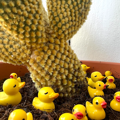 BOTANICAL BESTIES - PLANT COMPANIONS MINI RUBBER DUCKS