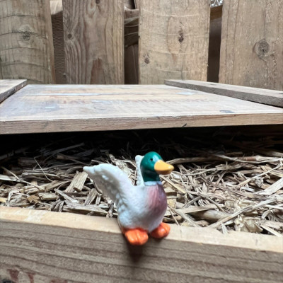 Mallard Duck BOTANICAL BESTIES PLANT COMPANIONS